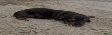 Miniature Dachshund Puppy 2