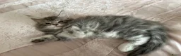 Maine Coon cats for sale: GCCF Blue and Silver Registered Maine Coon Kittens - Advert 10