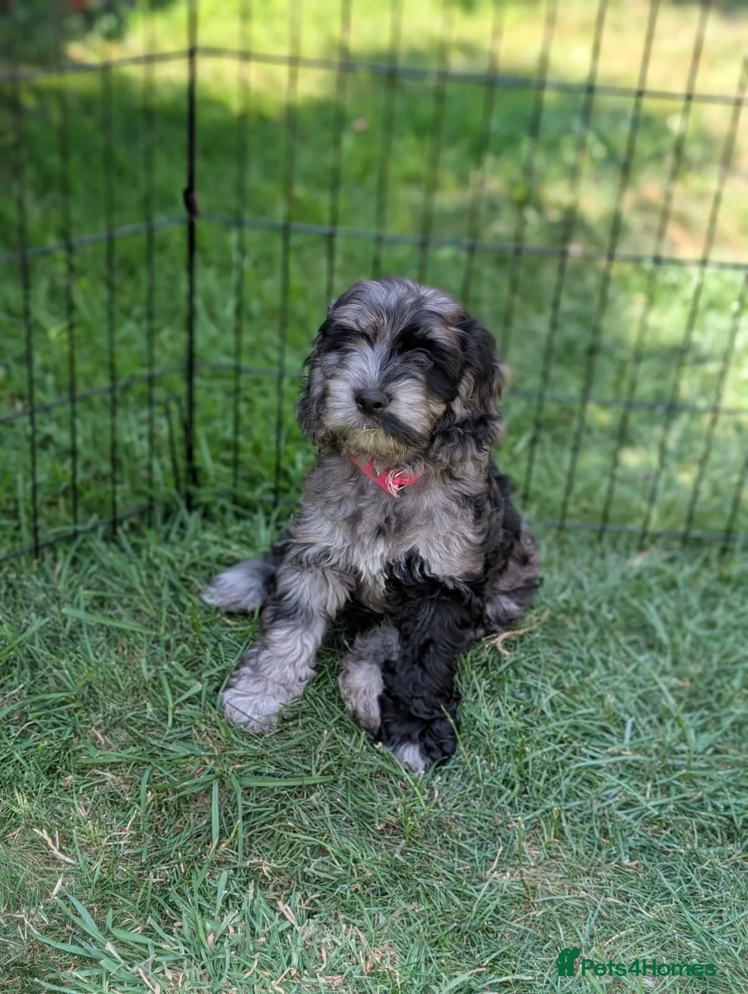 Cockapoo dogs for sale: F1b cockapoo puppies  - Advert 1