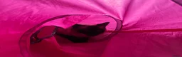 Ragdoll cats for sale: Xena seal point ragdoll - Advert 5