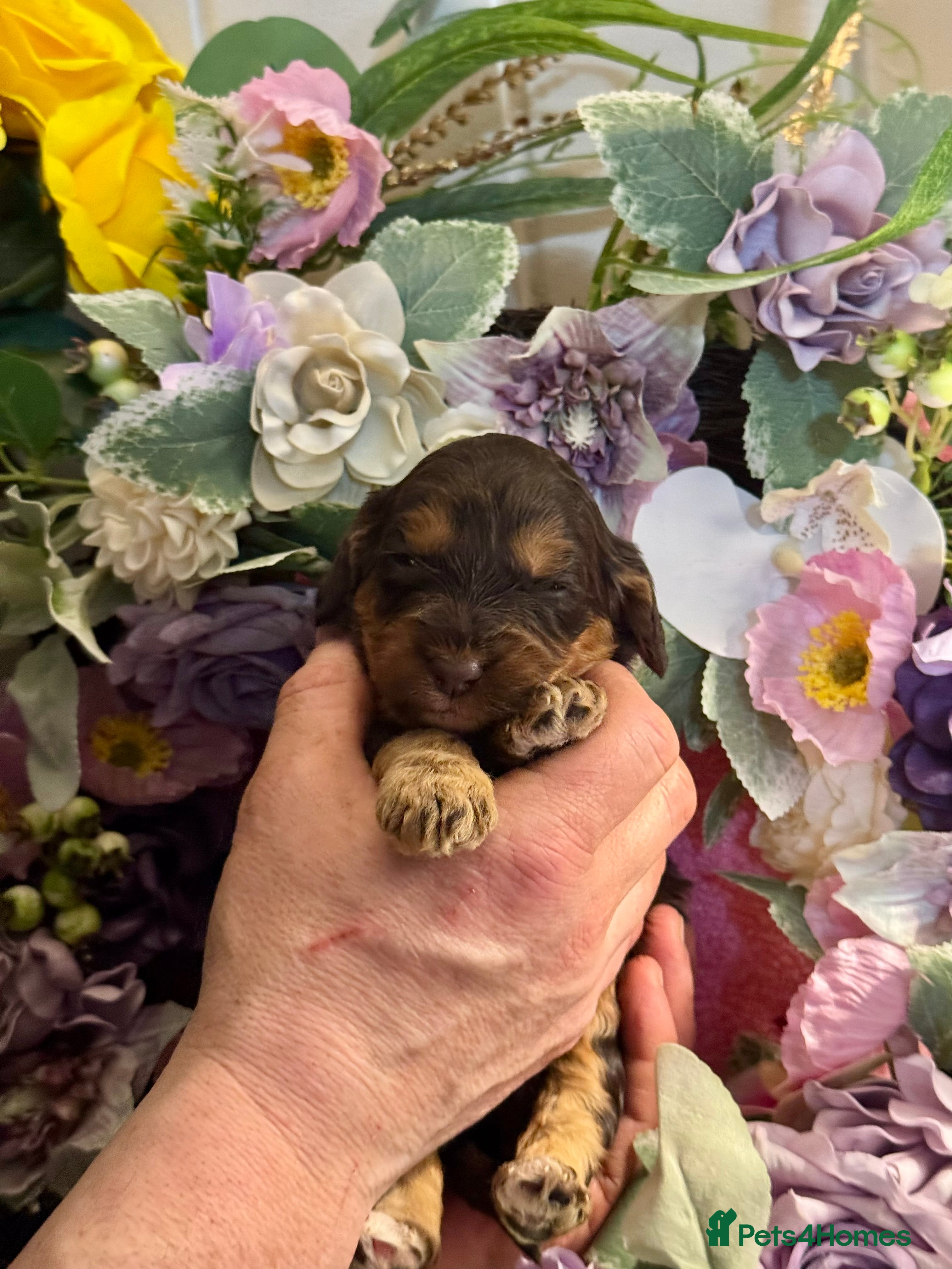 Cockapoo dogs 8 dna clear gorgeous Cockerpoo puppies  - Advert 15