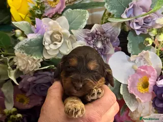 Cockapoo dogs 8 dna clear gorgeous Cockerpoo puppies - Advert 15