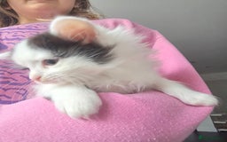 Mixed Breed cats for sale: 5 mixed breed kittens - Image 6