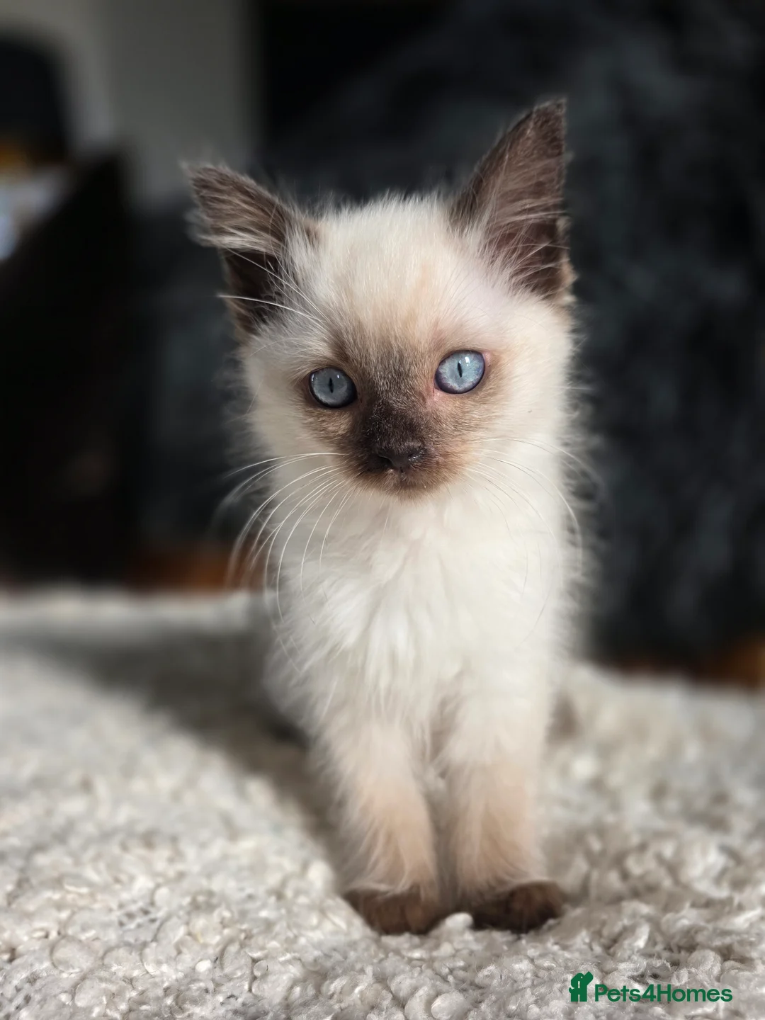 Ragdoll cats for sale: Quality Ragdoll Kittens - Advert 8