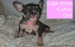 French Bulldog dogs for sale: Beautiful litter of frenchie pups - Image 7