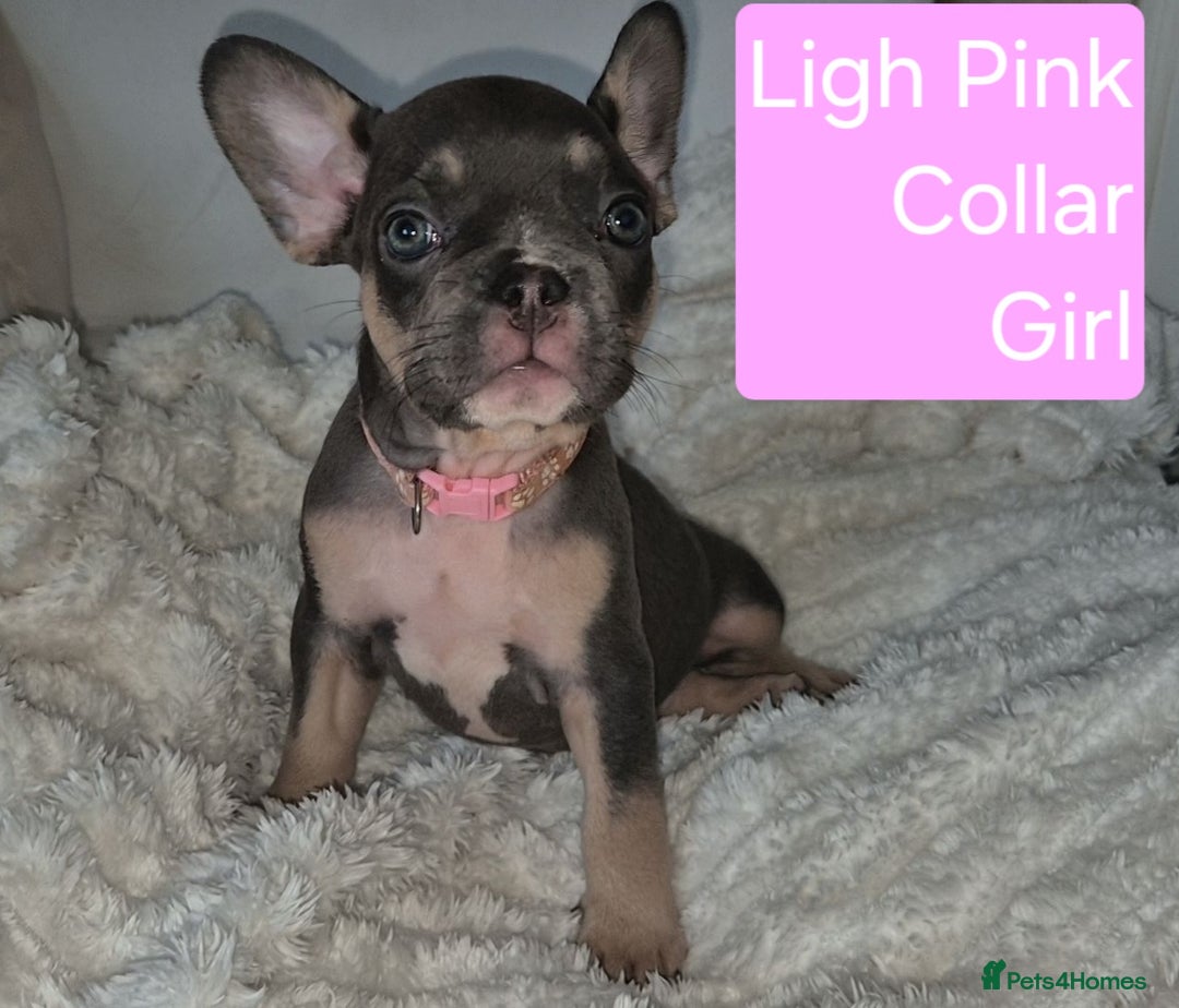 French Bulldog dogs for sale: Beautiful litter of frenchie pups - Image 7