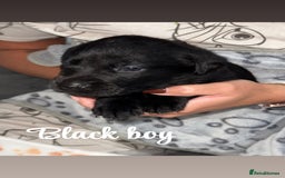 Labrador Retriever dogs for sale: Labrador puppies  - Image 5