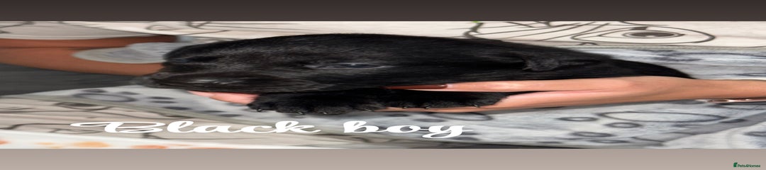 Labrador Retriever Black Collar 