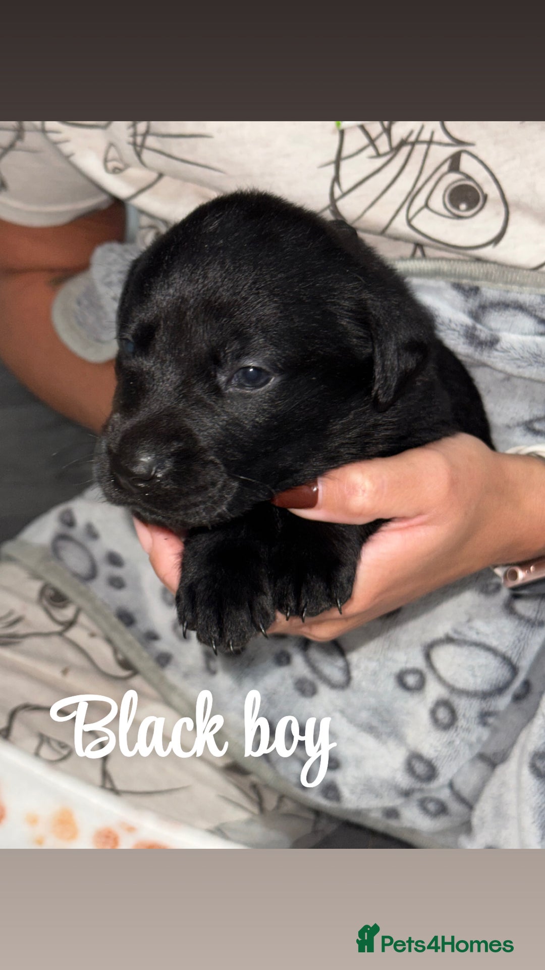 Labrador Retriever dogs for sale: Labrador puppies  - Image 5