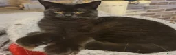 British Shorthair cats for sale: British Shorthair Kitten - Advert 1