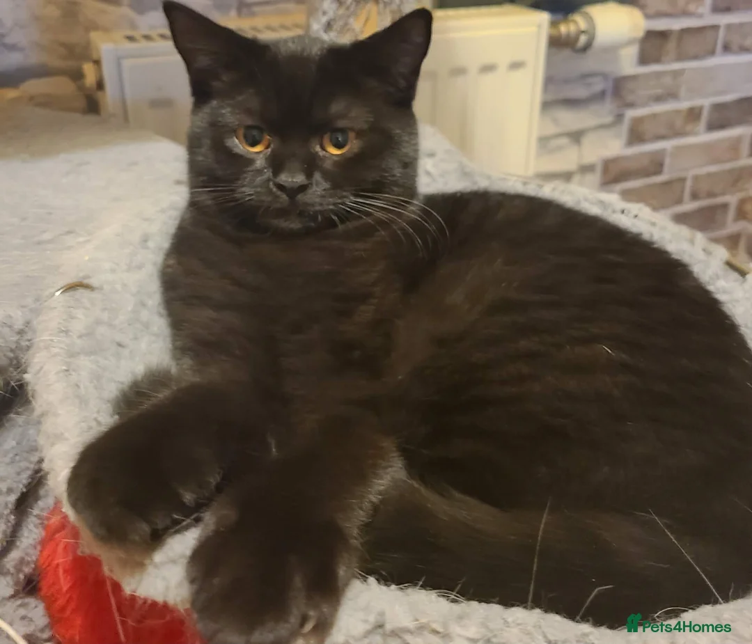 British Shorthair cats for sale: British Shorthair Kitten - Advert 1