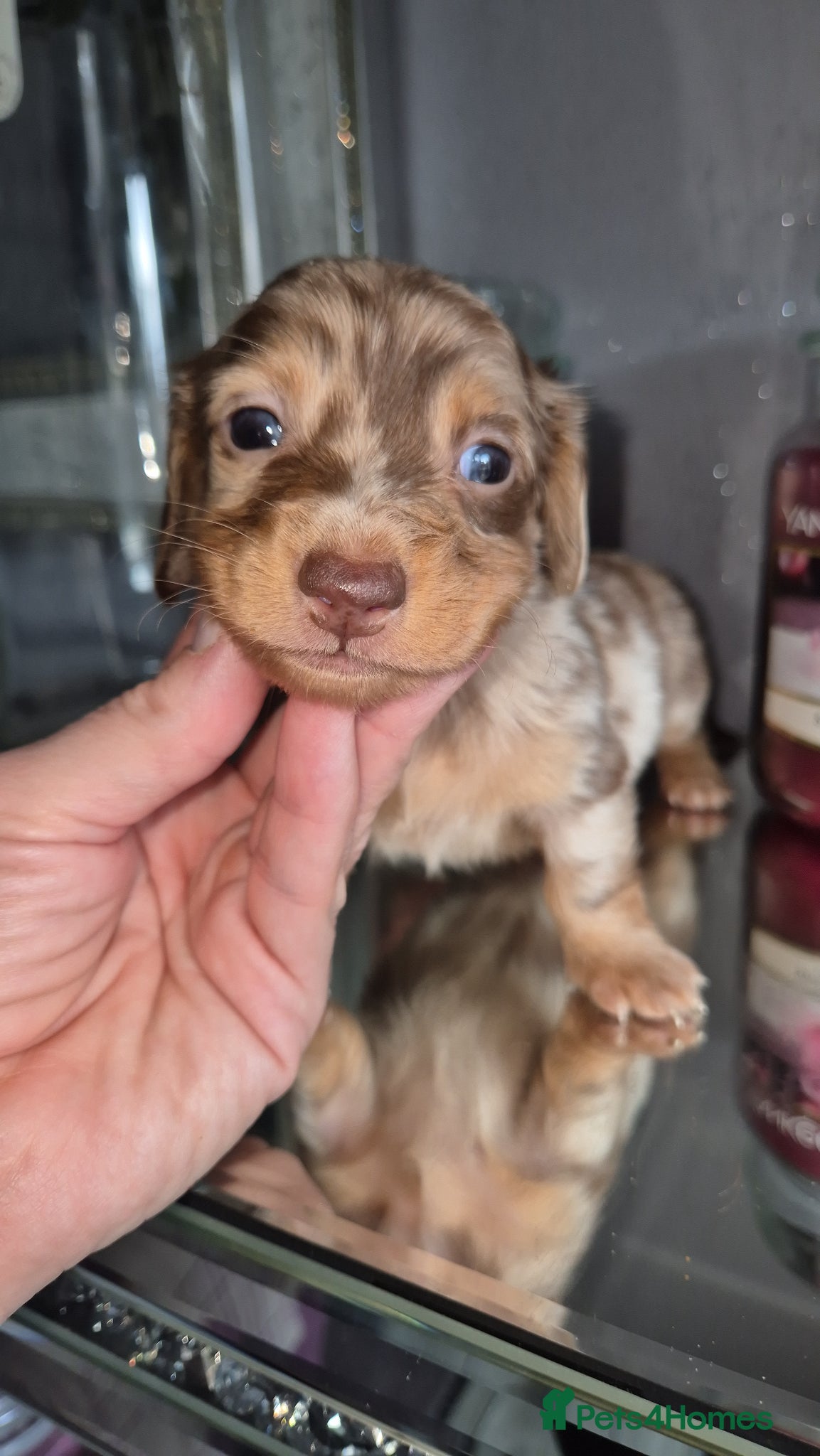 Dachshund dogs Kc registered miniature long coat dachshund  - Advert 13