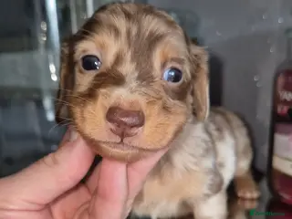 Dachshund dogs Kc registered miniature long coat dachshund - Advert 13