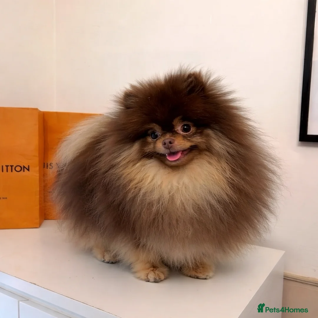Pomeranian dogs for stud: Russian & Taiwanese  Pomeranian stud chiao li ya - Advert 1