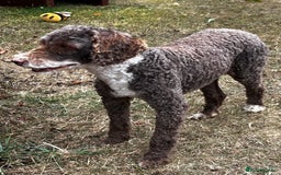Poodle dogs for stud: Miniature Poodle at Stud Fully health tested  in Radstock - Image 14