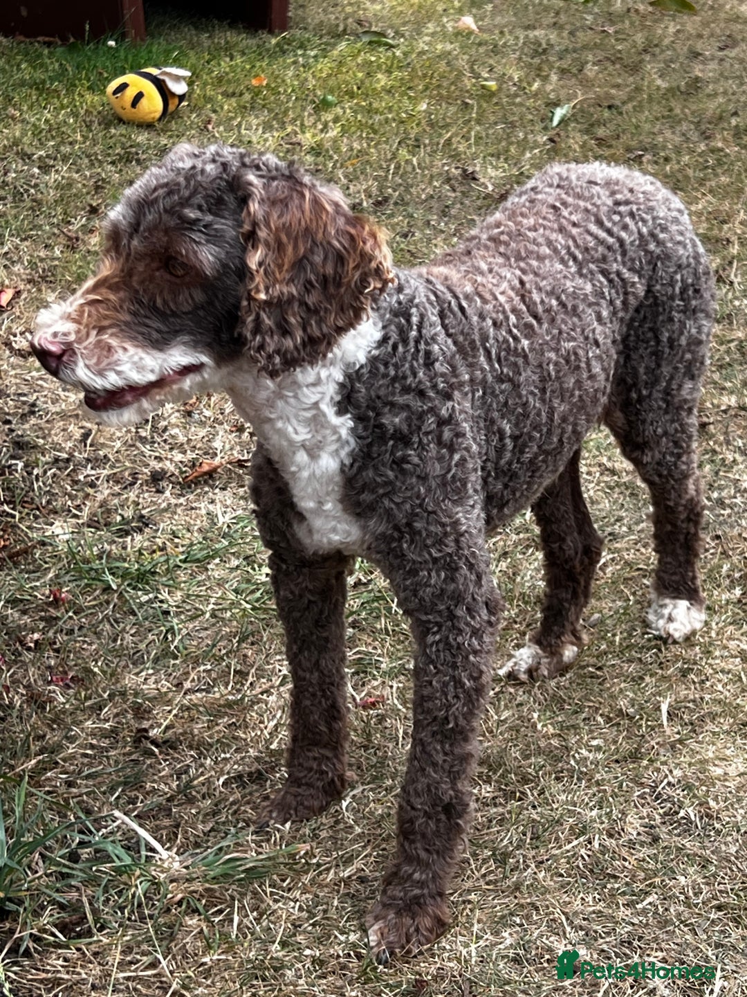 Poodle dogs for stud: Miniature Poodle at Stud Fully health tested  in Radstock - Image 14