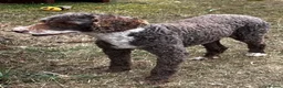 Poodle dogs for stud: Miniature Poodle at Stud Fully health tested  in Radstock - Advert 14