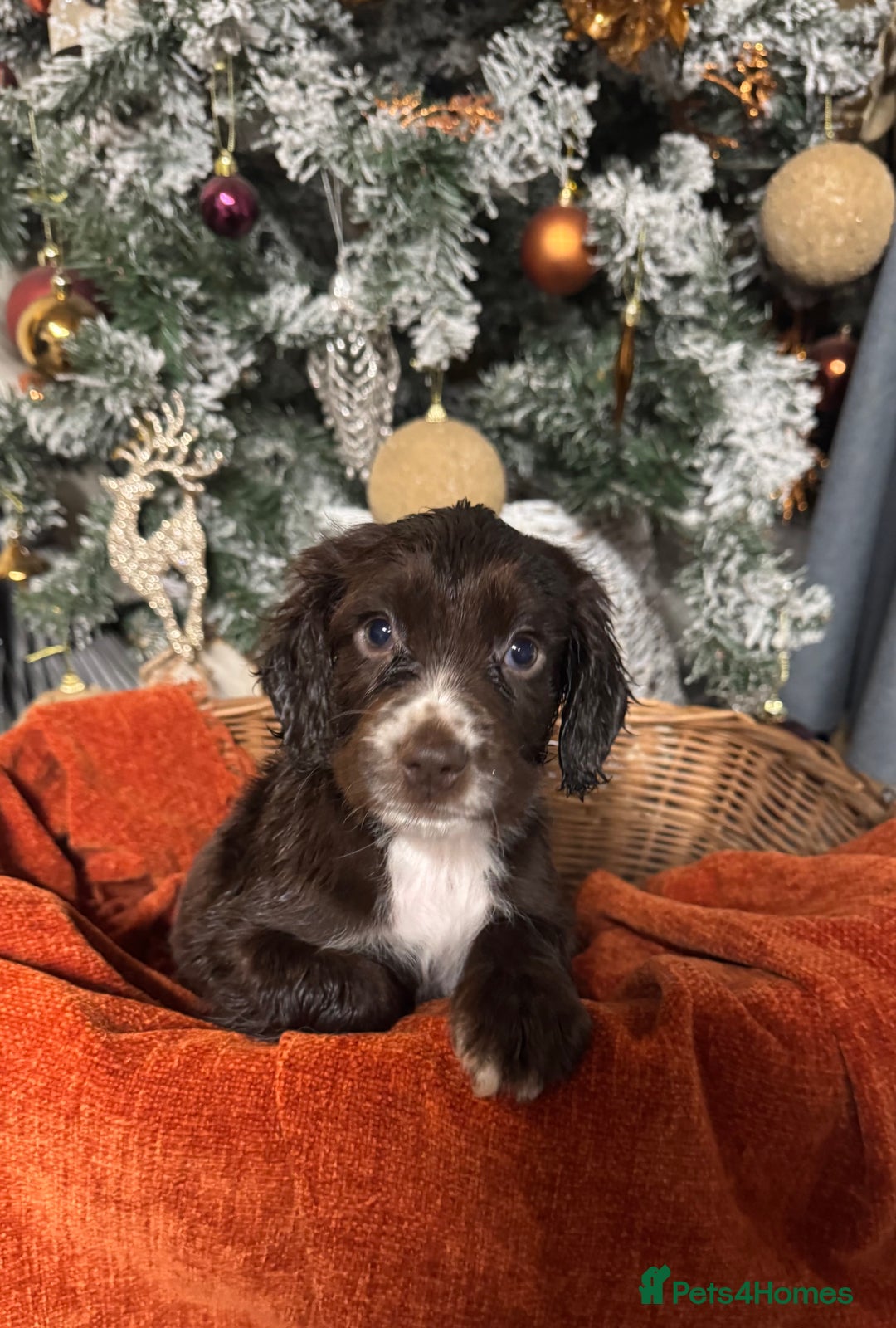 Sprocker dogs for sale: 6x sprocker spaniels  - Advert 5