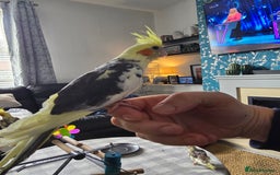 Cockatiels birds for sale: Handreared Cockatiels - Image 14