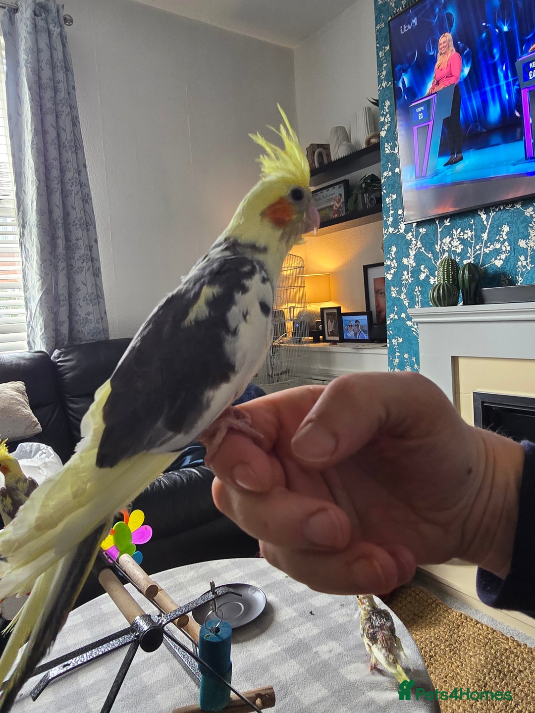 Cockatiels birds for sale: Handreared Cockatiels - Image 14