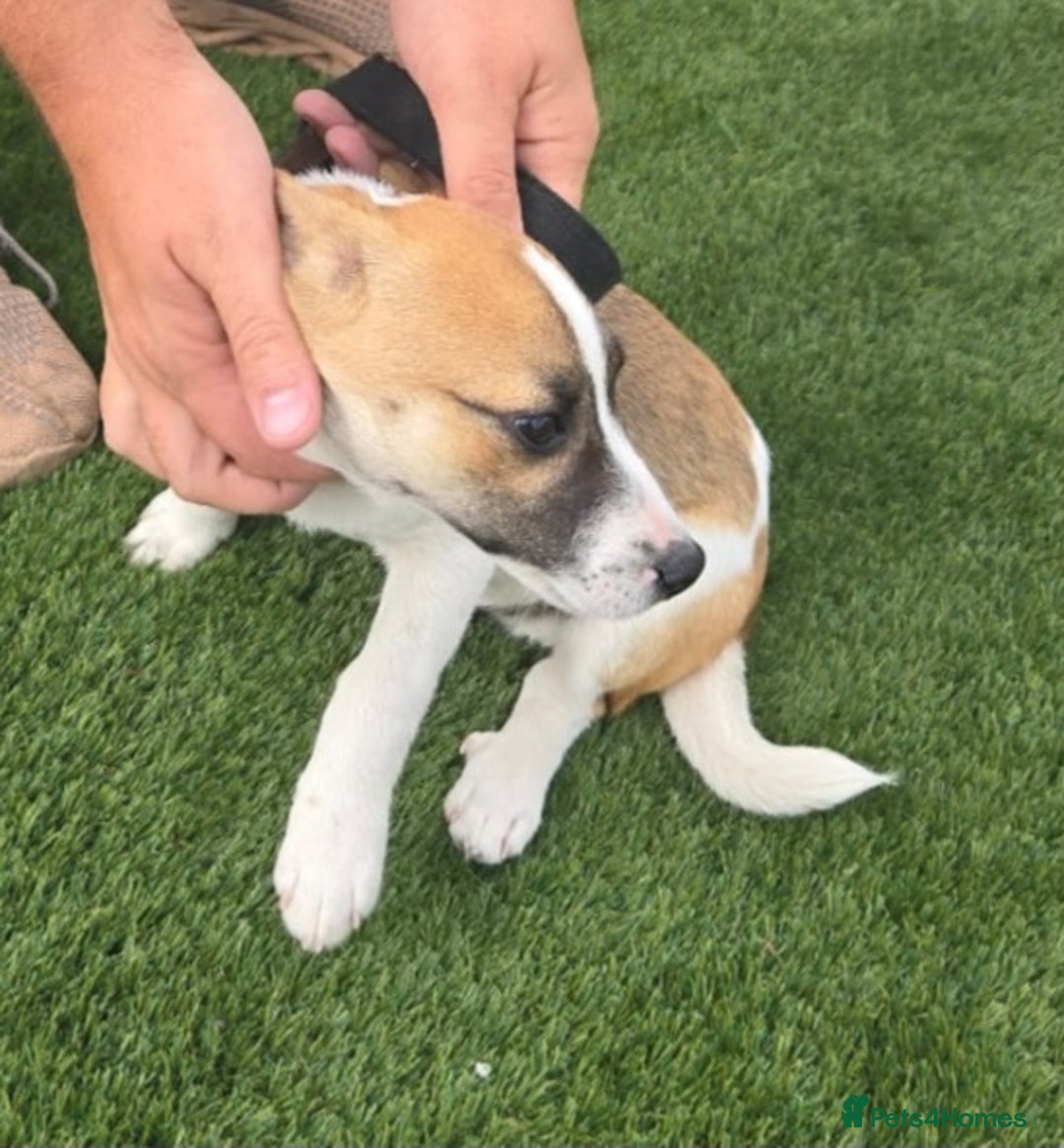 Jack Russell dogs for sale: Georgous 5 month old male jack russel - Image 7