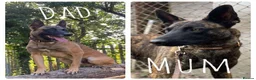 Belgian Shepherd Dog dogs for sale: Belgium malinos cross Dutch Herder puppies  in Wakefield - Advert 26
