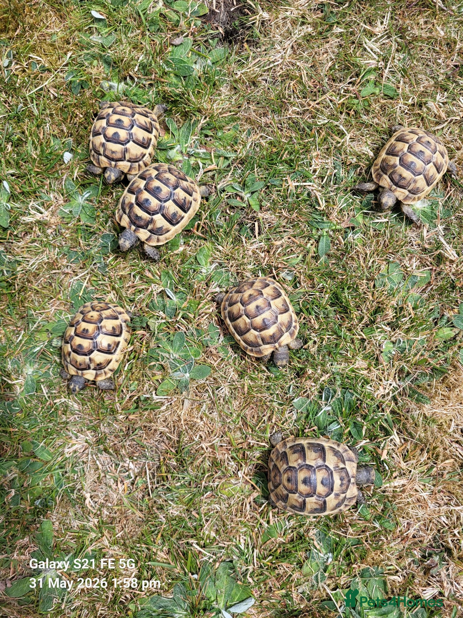 Tortoise reptiles Greek spur-thighed tortoises (Testudo graeca)  - Advert 4