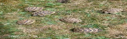 Tortoise reptiles for sale: Greek spur-thighed tortoises (Testudo graeca)  in Worthing - Advert 1
