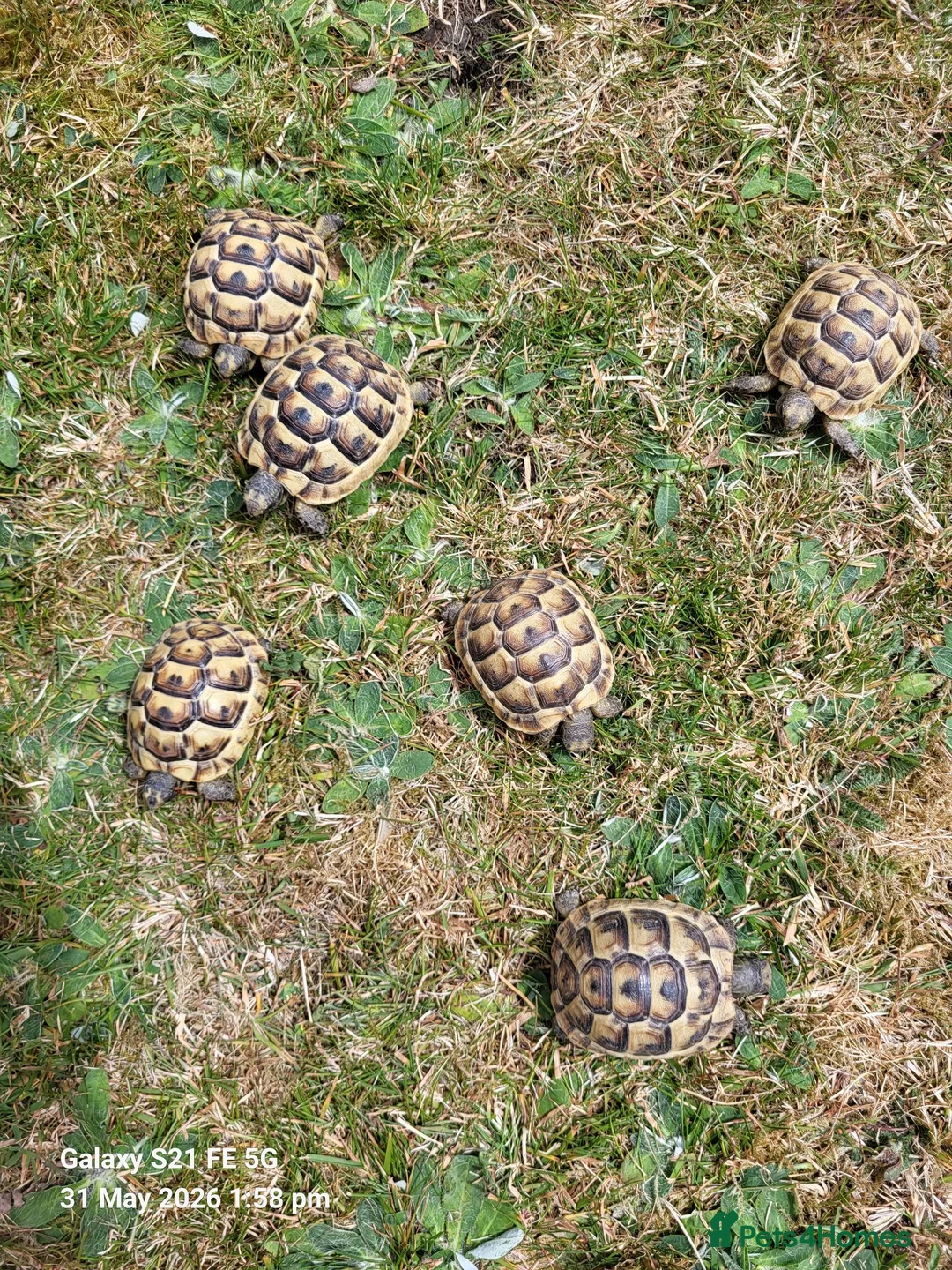 Tortoise reptiles for sale: Greek spur-thighed tortoises (Testudo graeca)  in Worthing - Advert 1