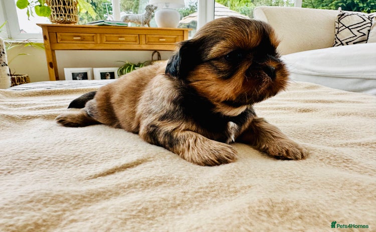 Shih Tzu dogs - Advert 2
