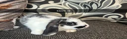 Mixed Breed rabbits for sale: Baby rabbits  - Advert 6