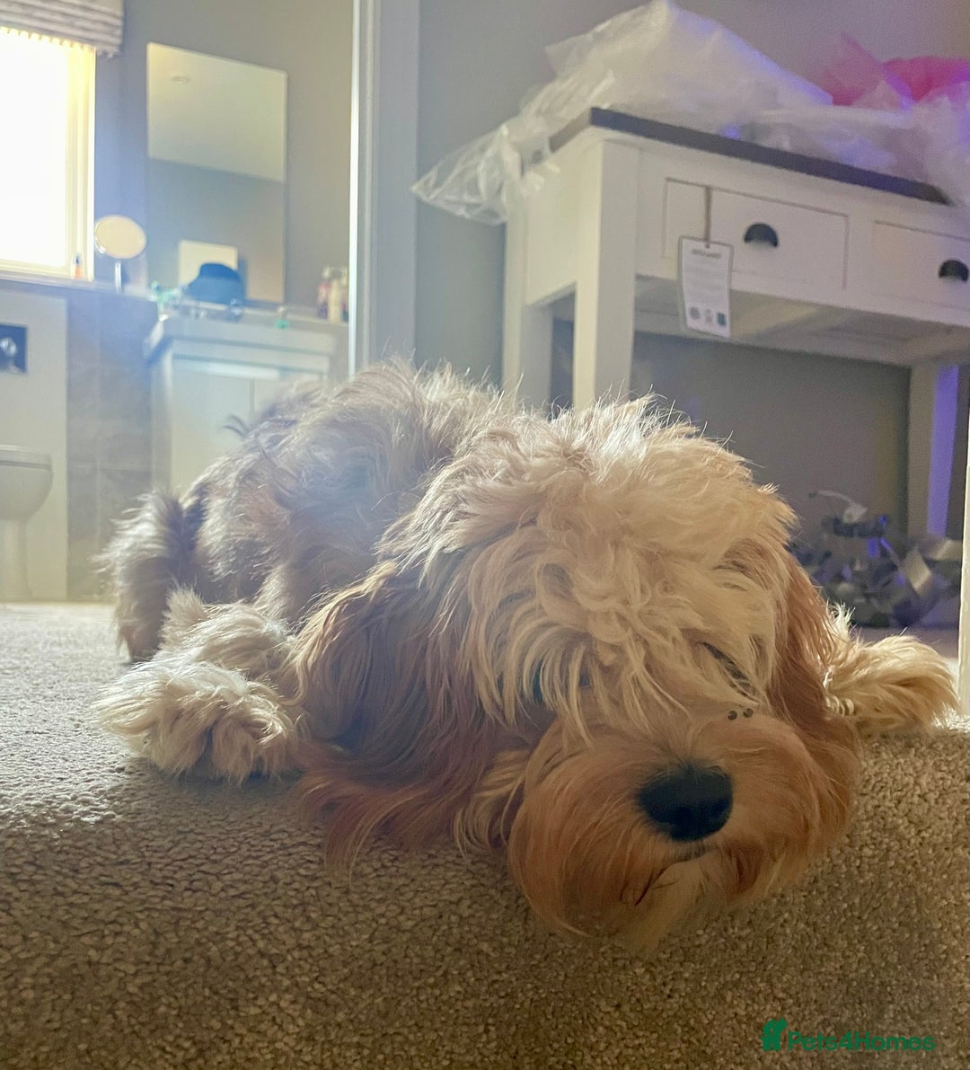 Cavapoo dogs for sale: One year old Female Spayed Apricot Cavapoo  - Image 5