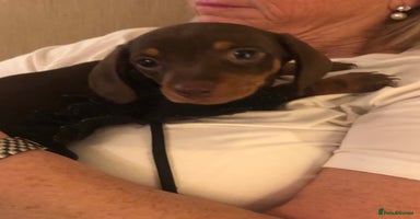 Dachshund dogs Outstanding miniature dachshund puppies  - Advert 14