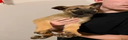 Belgian Shepherd Dog dogs for sale: 3 female Belgian malinois 9 weeks old  - Advert 15