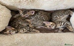 Bengal cats for sale: Health Tested TICA 🩷Bengal female kittens  - Image 2