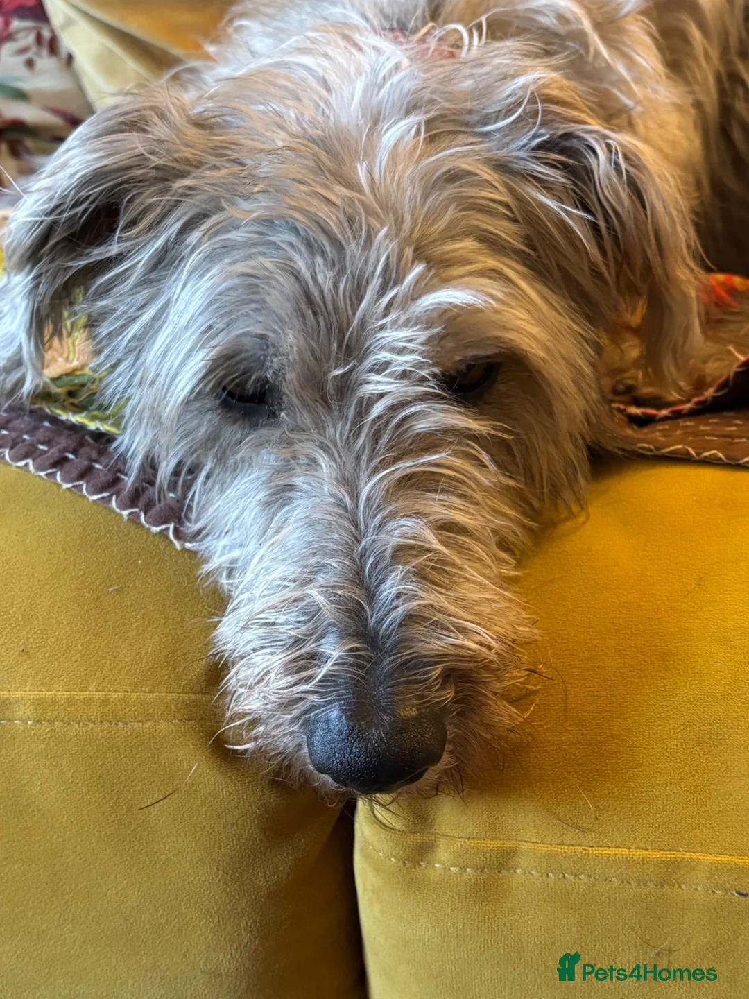 Mixed Breed dogs for sale: Beautiful Lurcher 9 years old  in Taunton - Advert 2