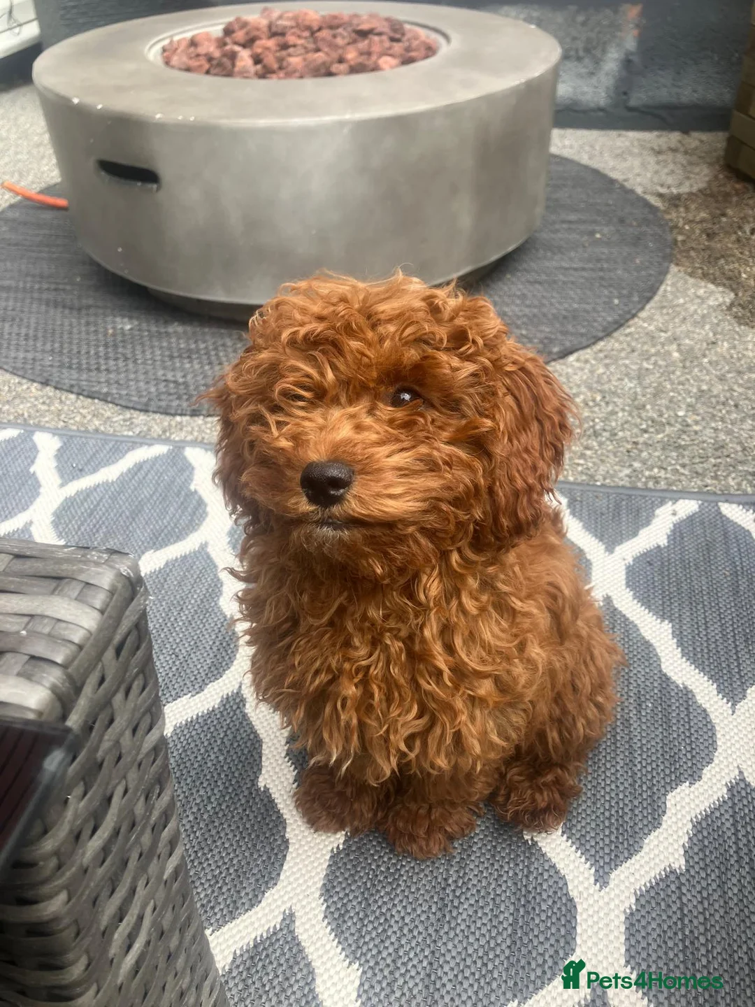 Cavapoo dogs for sale: Female Cavapoo - Advert 2