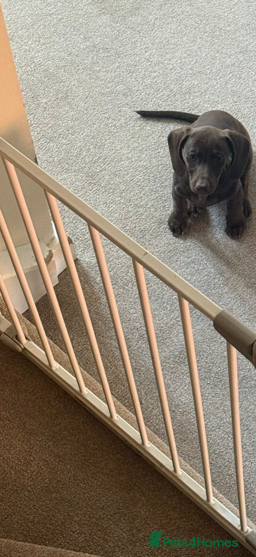 Mixed Breed dogs for sale: 6 month old small puppy  - Image 7