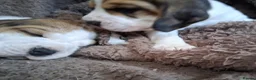 Beagle dogs for sale: Champion Tri-Color Beagles pups! in Doncaster - Advert 4