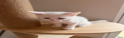Turkish Angora cats for sale: Ready to leave 2 girls left £180 each - Advert 12