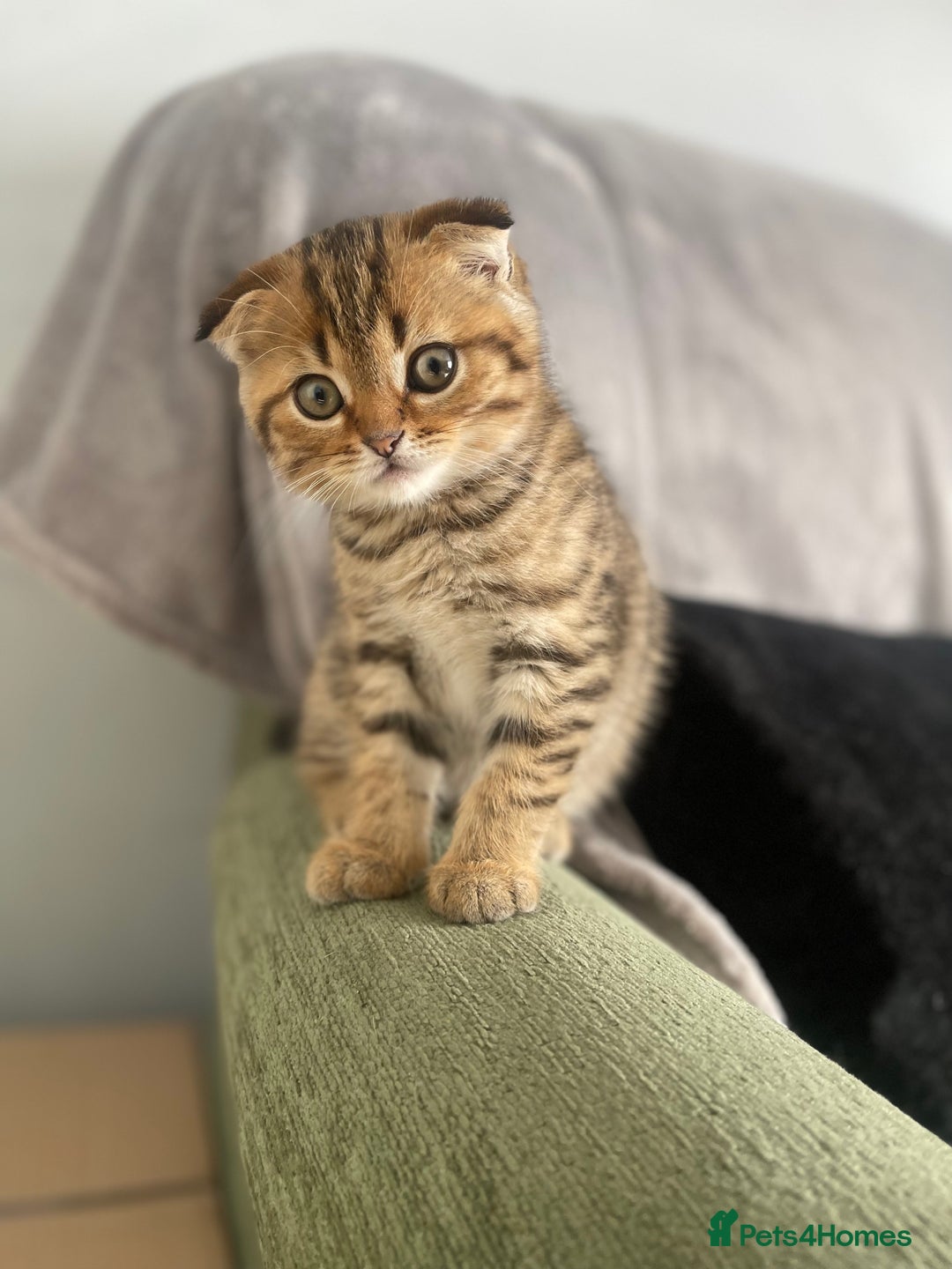 Scottish Fold cats for sale: Scotish Fold for Sale! Summer Holiday baby's! - Image 1