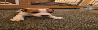 Jack Russell Puppy 4