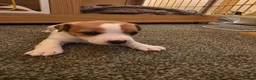 Jack Russell dogs for sale: Mini jack russel pups ready 13 june deposit secure - Advert 12
