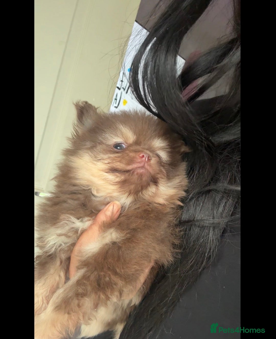 Pomeranian dogs for sale: Micro poms   - Advert 18