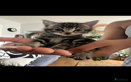 Mixed Breed cats for sale: 3 Beautiful Kittens Remaining  - Image 3