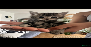 Mixed Breed cats - Advert 12
