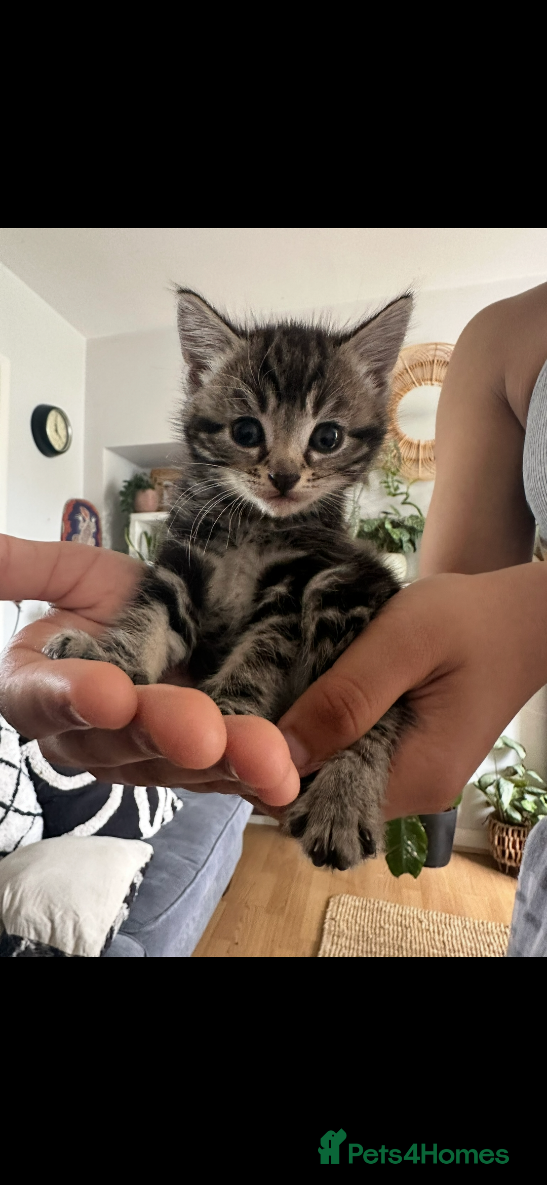 Mixed Breed cats for sale: 3 Beautiful Kittens Remaining  - Image 3