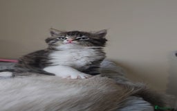 Ragdoll cats for sale: *READY NOW* RAGDOLL CROSS LONG-HAIRED - Image 8
