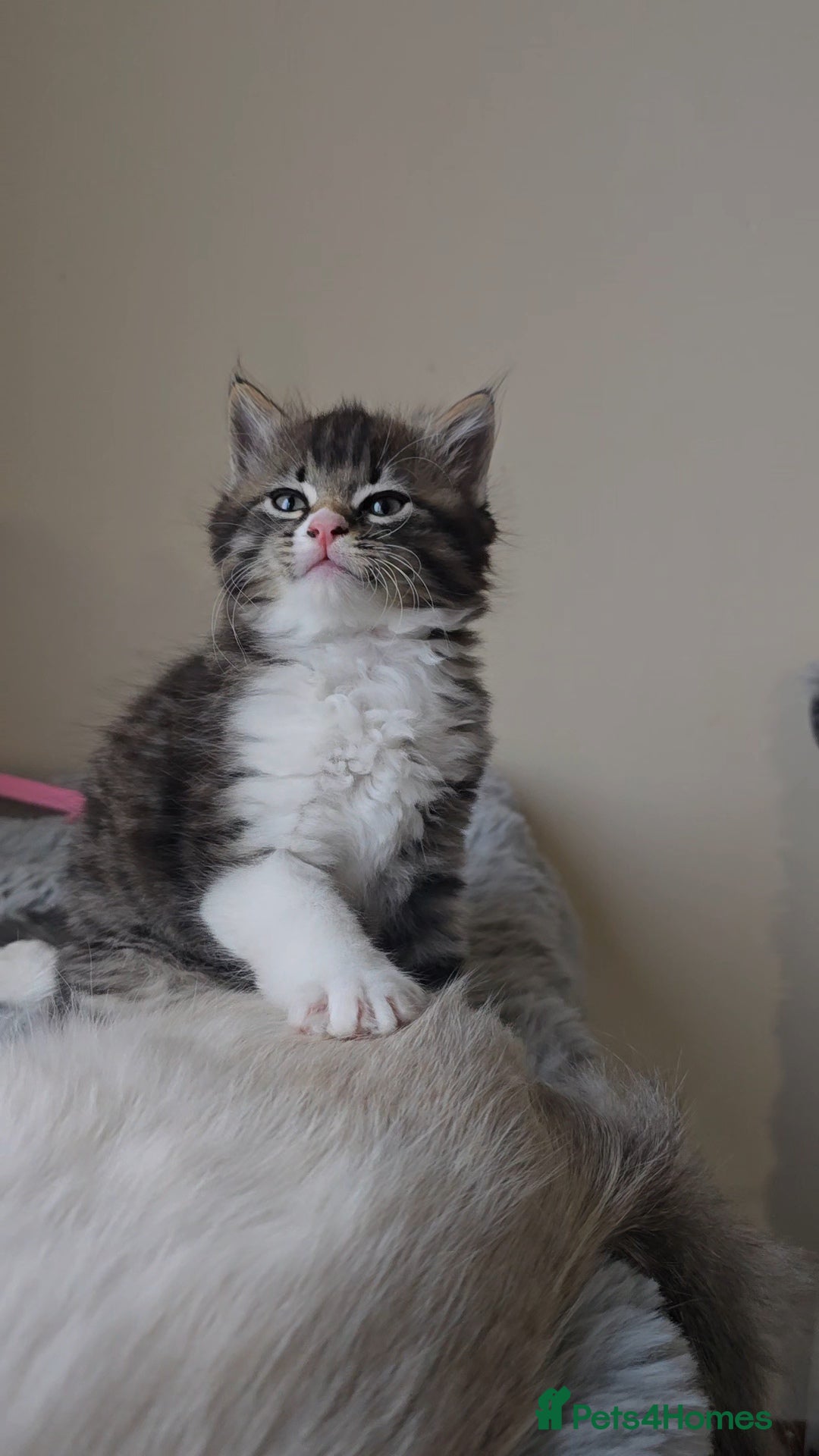 Ragdoll cats for sale: *READY NOW* RAGDOLL CROSS LONG-HAIRED - Image 8