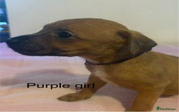 Staffordshire Bull Terrier dogs for sale: Beautiful coloured staffies - Image 6